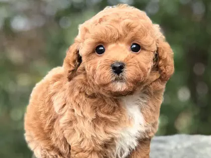 25 Dogs Breeds That Live The Longest